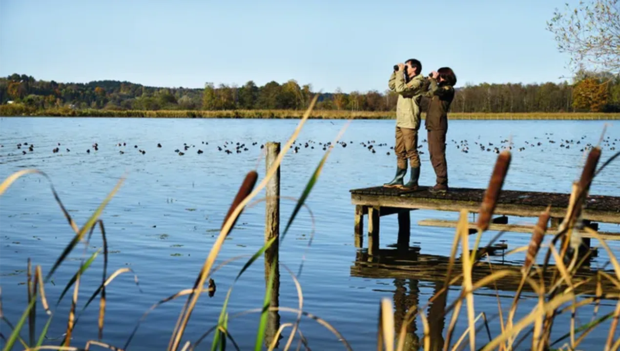 Swarovski SLC 10x56 Binoculars- SLC1056 (Green) Swarovski SLC 10x56 Binoculars- SLC1056 (Green)