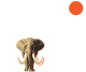 SafariSA